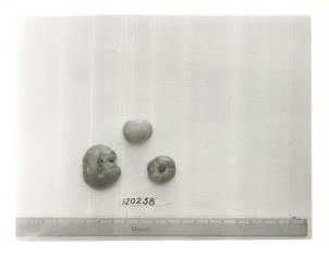 FRUIT